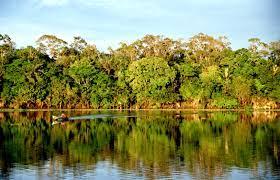 Water and Trees